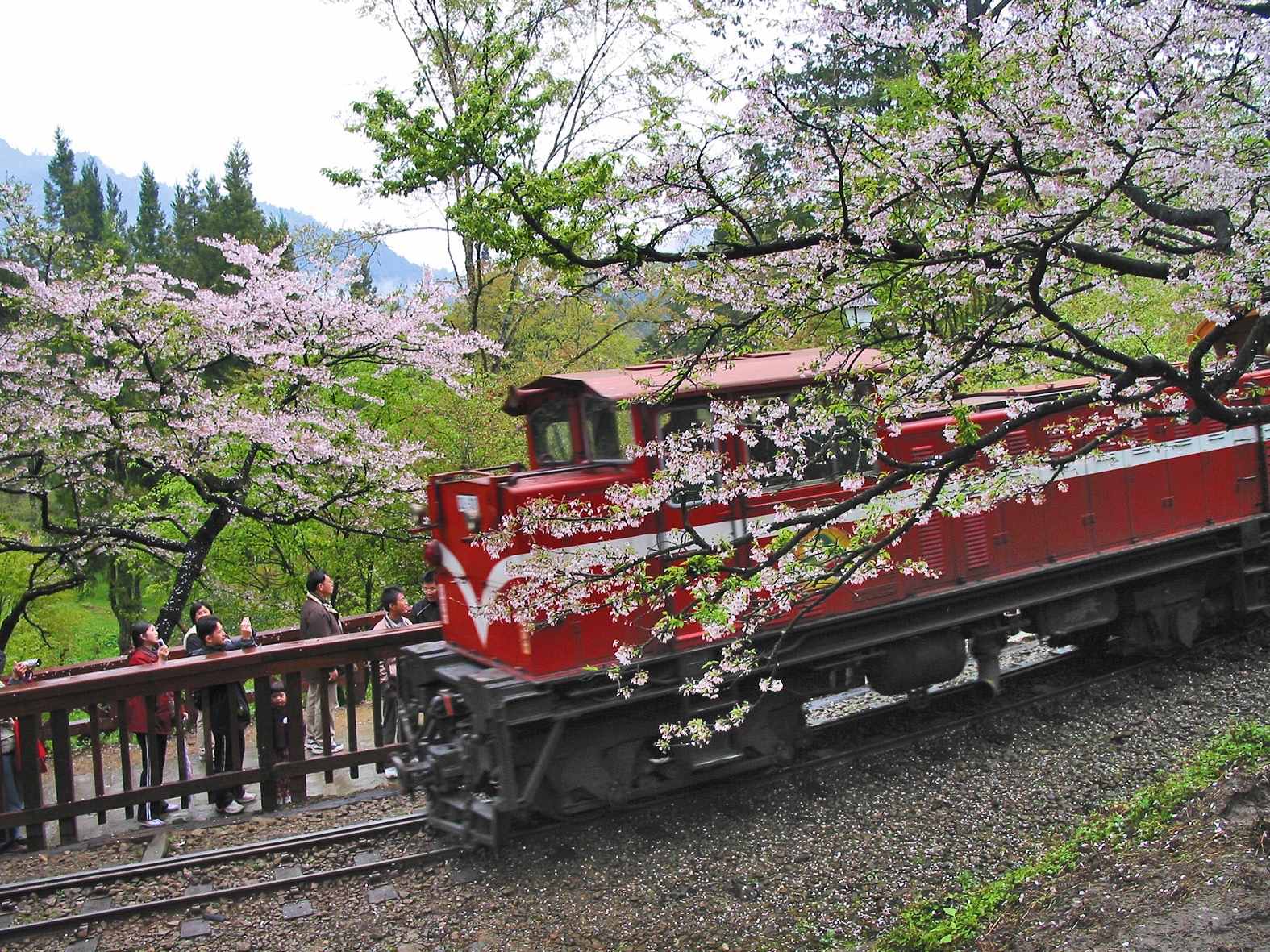 【景點接送】台北到阿里山包車(單程)